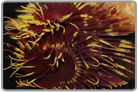 Royal Feather Duster